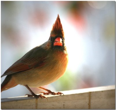Cardinals Red Birds 2009.jpg