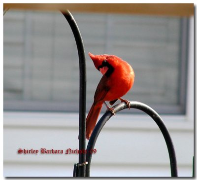 Cardinals Red Birds 09.jpg