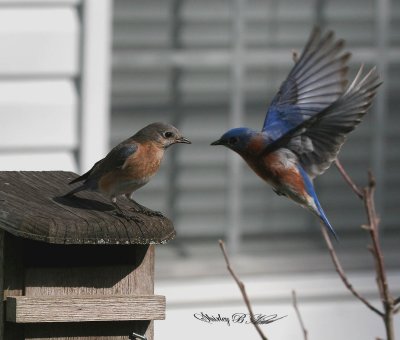 blue bird pair-1.jpg