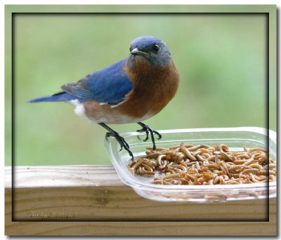 male blue bird at lunch-1.jpg