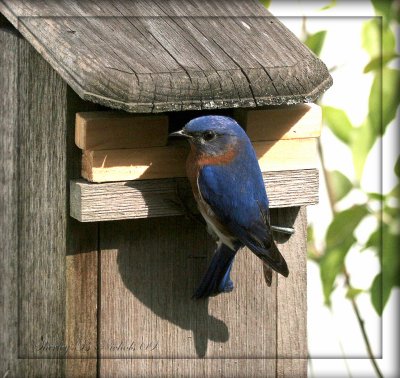Blue bird -12.jpg