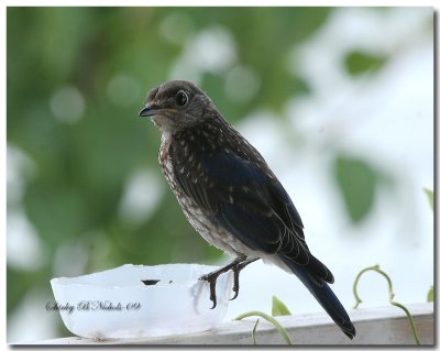 first fledgling batch-blue bird-1.jpg