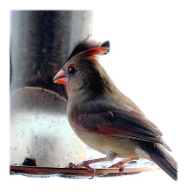 female red bird-110.jpg