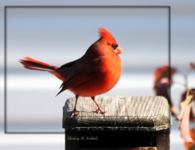red bird male.jpg