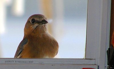 blue bird at kitchen window with fast food requests.jpg