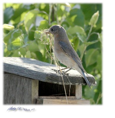 new mom needs nest building lessons.jpg