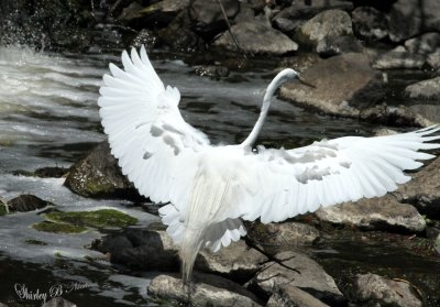 Great egret-1.jpg