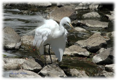 egret-4.jpg