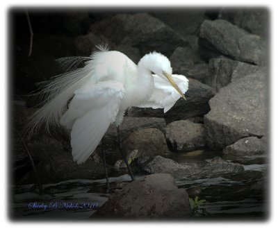 egrets-2010
