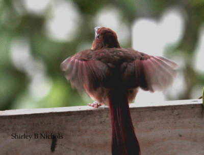 baby cardinal-2.jpg