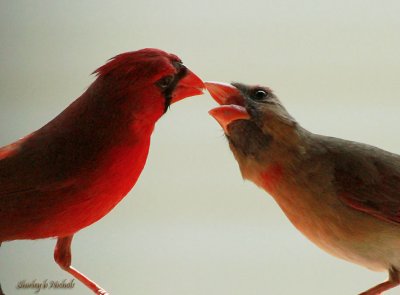 red_birds_2010