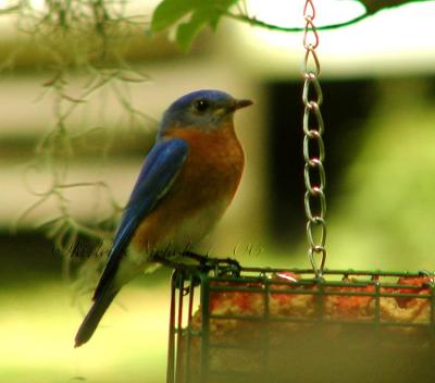 male blue bird.jpg