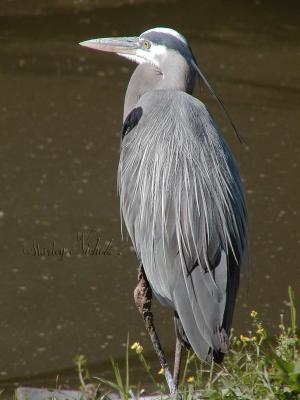 Blue heron won the battle.jpg