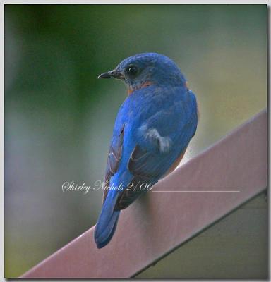 blue bird-11