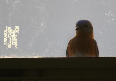 Blue bird looks in my door.jpg