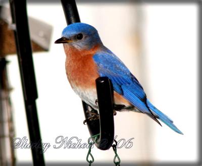 Lovely blue bird male.jpg