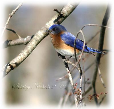 Blue bird in a pear tree.jpg