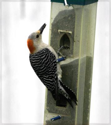 Red-bellied woodpecker-4.jpg