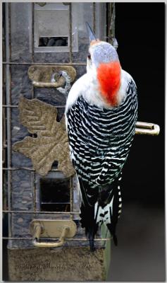 Red-bellied woodpecker-2.jpg