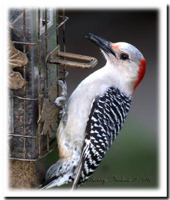 Red-bellied woodpecker-5.jpg