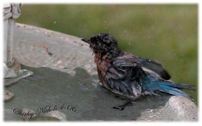 Mummy blue bird takes a.cool bath jpg