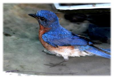 Blue bird at bath.jpg