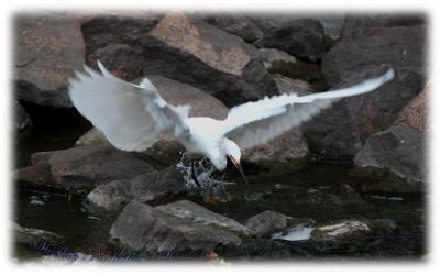 Egret at New River.jpg