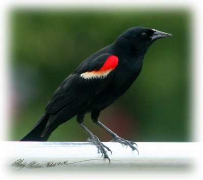 Red-wing blackbird-summertime-1.jpg