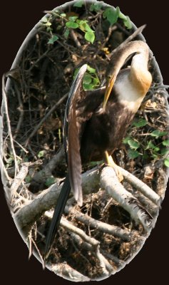 anhinga-16.jpg