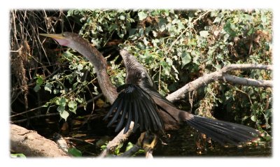 Anhinga-sep-18-3.jpg