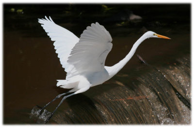 Egret-oct-27-06-7.jpg