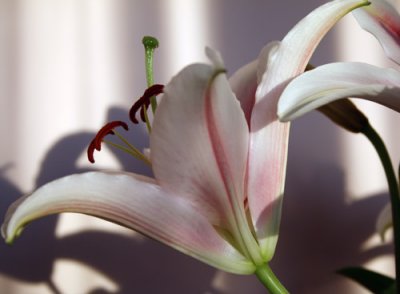 Oriental lily 4