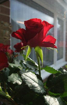 My Valentines Day Rose