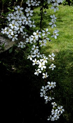  tiny blossoms
