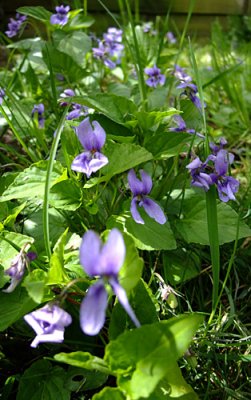 wild violets