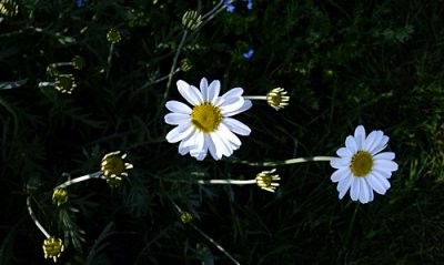 more daisies