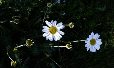  more daisies