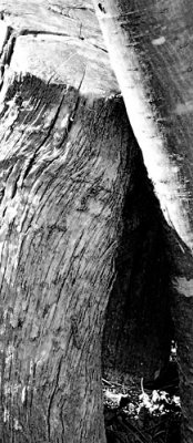  Fine Grain