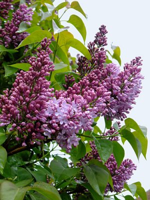 A Lilac Morning