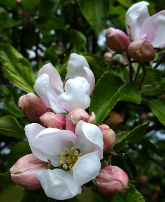  Apple Blossom time again - 2010