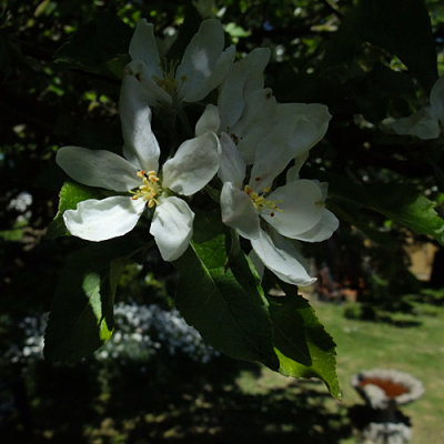  Apple Blossom