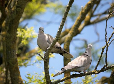  collared doves