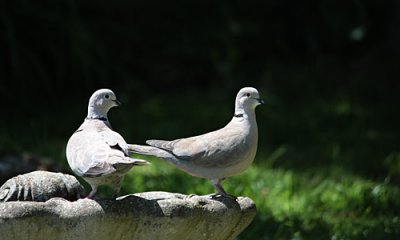  the love-birds