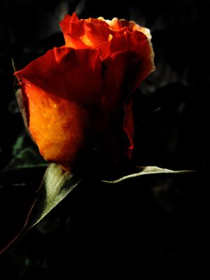 rose glow