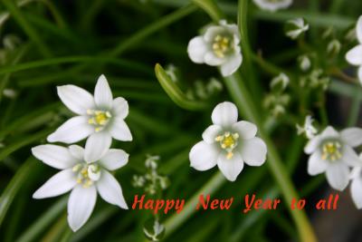 Happy New Year flowers