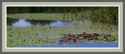 Peaceful pond