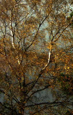 Gold and silver birch