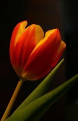 Silky Tulip