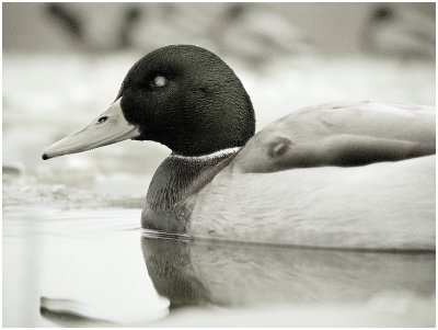 F06122 infrared duck