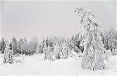 100117__7D_001045 winter forest 1200x